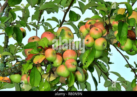 Gemeinsame Crab Apple, wilde Holzapfel (Malus sylvestris). Reife äpfel auf einem Baum. Deutschland Stockfoto