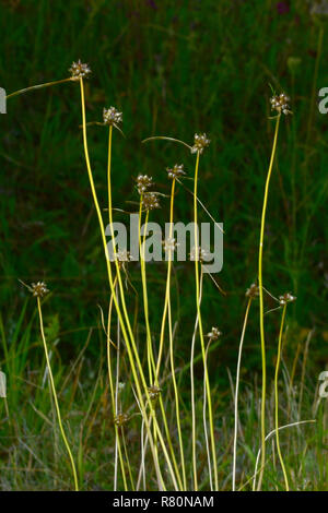 Krähe Knoblauch, wilde Zwiebeln (Allium vineale). Mehrere Anlagen mit bulbillen, Deutschland Stockfoto