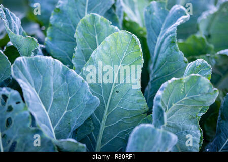 Blumenkohl wächst auf den Garten. Natürliche, reine Produkt. Große Kohlblätter. Stockfoto