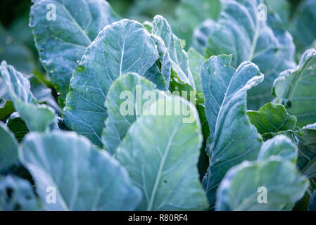 Blumenkohl wächst auf den Garten. Natürliche, reine Produkt. Große Kohlblätter. Stockfoto