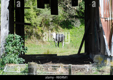 Schwarze und weiße Kuh durch verlassene Scheune, Messenger, Mount Taranaki, North Island, Neuseeland Stockfoto