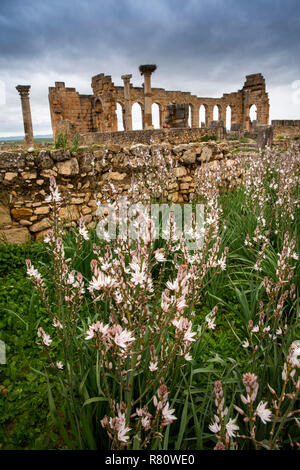 Marokko, Meknes, Volubilis Roman Site, wilde Blumen vor der Basilika und Säulen der Capitol Stockfoto