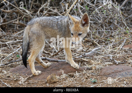 Black-backed Jackal (Canis mesomelas), Cub, die Beobachtung der Umgebung, Krüger Nationalpark, Südafrika, Afrika Stockfoto