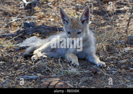Black-backed Jackal (Canis mesomelas), Cub, liegen auf den trockenen Boden, Alert, Krüger Nationalpark, Südafrika, Afrika Stockfoto