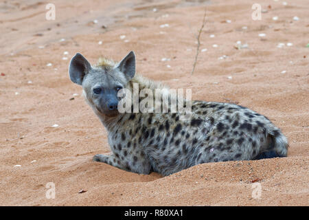 Tüpfelhyäne (Crocuta crocuta), erwachsenen männlichen liegen auf Sand, Alert, am frühen Morgen, Krüger Nationalpark, Südafrika, Afrika Stockfoto