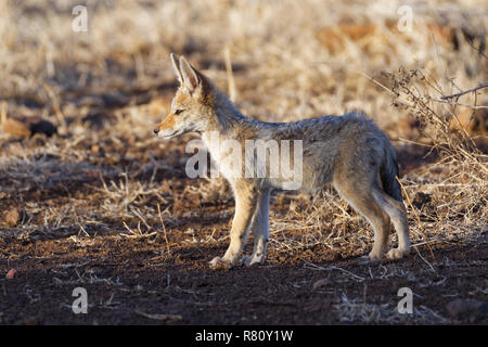 Black-backed Jackal (Canis mesomelas), Cub, die Beobachtung der Umgebung, Krüger Nationalpark, Südafrika, Afrika Stockfoto