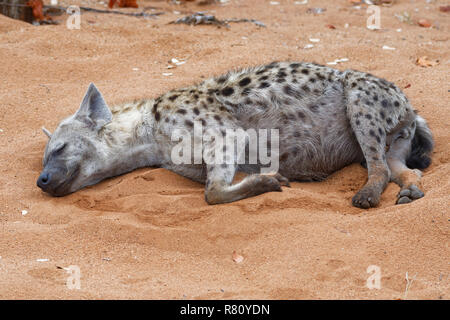 Tüpfelhyäne (Crocuta crocuta), erwachsenen männlichen liegen auf Sand, schlafen, früh am Morgen, Krüger Nationalpark, Südafrika, Afrika Stockfoto