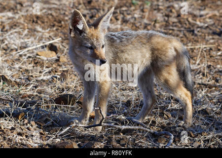 Black-backed Jackal (Canis mesomelas), Cub, die Beobachtung der Umgebung, Krüger Nationalpark, Südafrika, Afrika Stockfoto