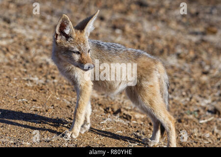 Black-backed Jackal (Canis mesomelas), Cub, die Beobachtung der Umgebung, Krüger Nationalpark, Südafrika, Afrika Stockfoto