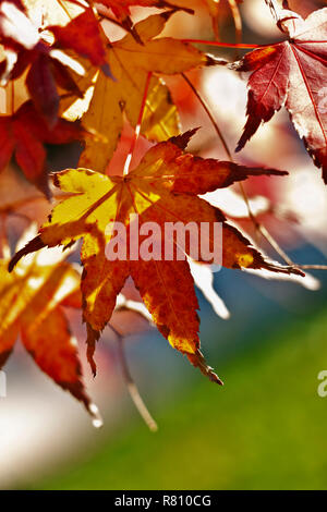 Mehrere Blätter einer japanischen Ahorn Acer palmatum - Baum, leuchtend orange-gelbe Blätter hinterleuchtet, Blätter mit sieben akut wies Vorsprung mit Serra Stockfoto