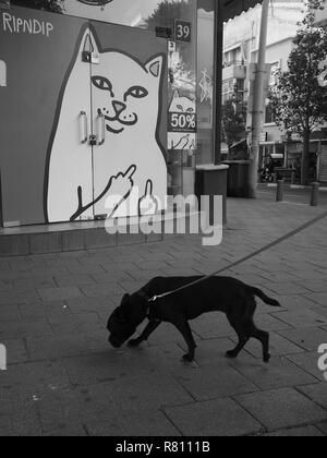 Katzen Hunde vs. Stockfoto