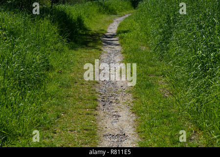 Märchenwald Landschaft Gasse Weise outdoor Space Park Natur Landschaft Umwelt mit Pfad zum Wandern zwischen Bäumen und Sonnenstrahlen Stockfoto