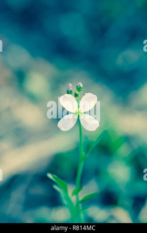 Soft Lila Blume auf grünem Hintergrund retro Effekt Stockfoto