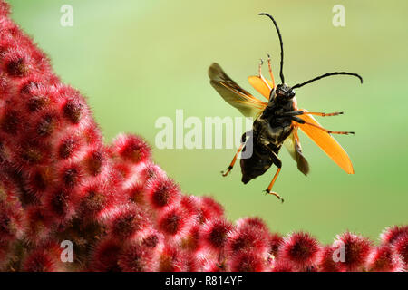Red longhorn Beetle (Stictoleptura rubra), weiblich, im Flug, auf einem weiblichen Blütenstand von staghorn Sumac (Rhus typhina) Stockfoto