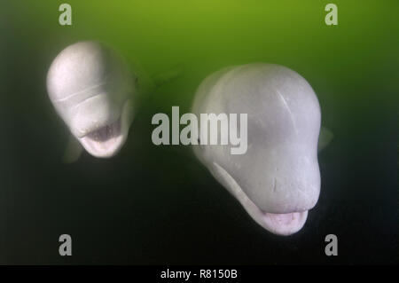 Zwei Beluga Wale (Delphinapterus leucas), Japan, Meer, Primorski Krai, Russland Stockfoto