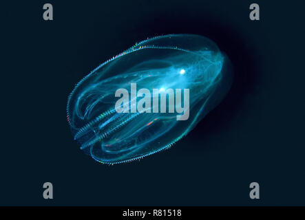 Warty comb Jelly oder das Meer (Mnemiopsis leidyi) Nussbaum, am Schwarzen Meer, Krim, Ukraine Stockfoto