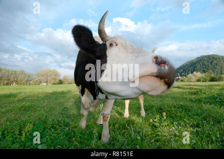 Kuh auf der Weide, Gura Humorului, Suceava, Rumänien Stockfoto