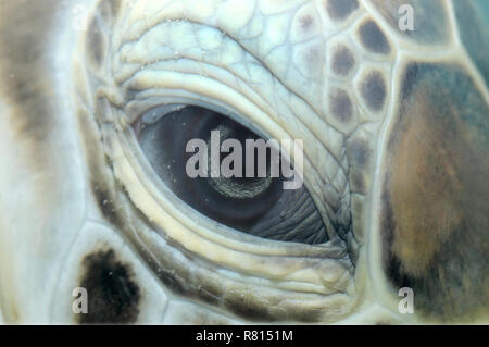 Grüne Meeresschildkröte (Chelonia mydas), Auge, Red Sea, Hurghada, Red Sea Governorate, Ägypten Stockfoto