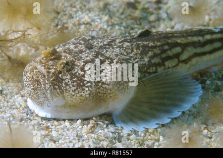 Atlantic Stargazer (Uranoscopus Scaber), Schwarzes Meer, Krim, Ukraine Stockfoto