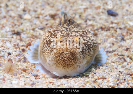 Atlantic Stargazer (Uranoscopus Scaber), Schwarzes Meer, Krim, Ukraine Stockfoto