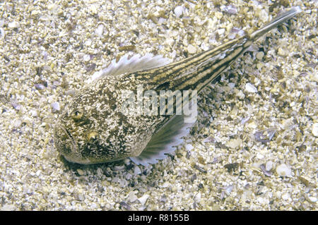 Atlantic Stargazer (Uranoscopus Scaber), Schwarzes Meer, Krim, Ukraine Stockfoto