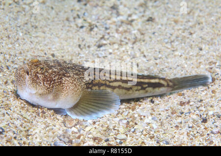 Atlantic Stargazer (Uranoscopus Scaber), Schwarzes Meer, Krim, Ukraine Stockfoto