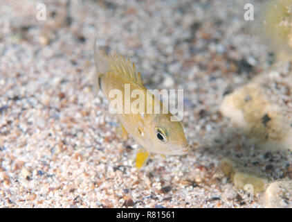 Ringförmige Goldbrasse (Diplodus annularis), Schwarzes Meer, Krim, Krim, Ukraine Stockfoto