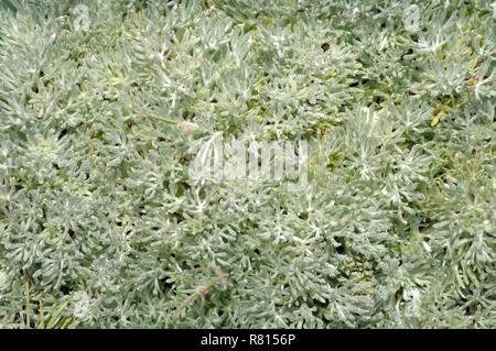 Wermut (Artemisia sp.), Krim, Ukraine Stockfoto