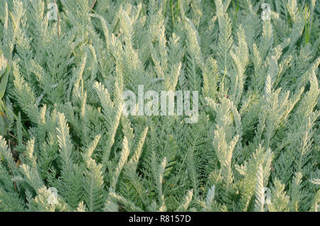 Wermut (Artemisia sp.), Krim, Ukraine Stockfoto