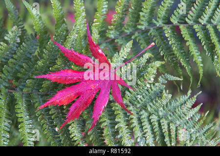 Rote Herbst Blatt von glatten Japanischer Ahorn (Acer palmatum) liegen auf Farn, Niedersachsen, Deutschland Stockfoto