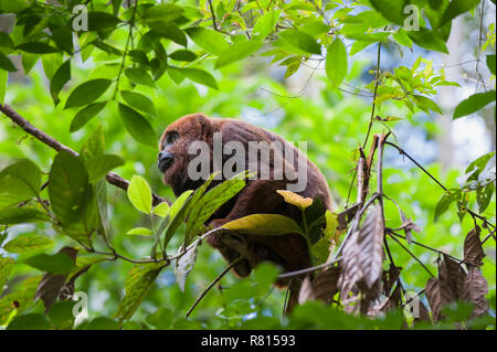 Südlichen braunen Brüllaffen (Alouatta guariba clamitans), Caratinga, Minas Gerais, Brasilien Stockfoto