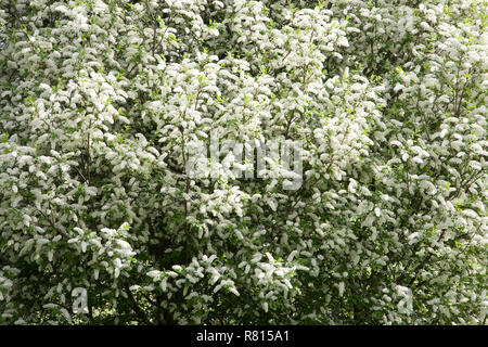 Weiß blühenden Trauben Kirsche (Prunus padus), Schwäbische Alb, Deutschland Stockfoto