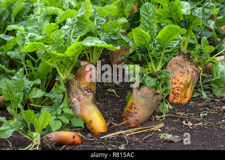 Reifen Zuckerrüben (Beta vulgaris) auf dem Feld, Mecklenburg-Vorpommern, Deutschland Stockfoto