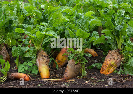 Reifen Zuckerrüben (Beta vulgaris) auf dem Feld, Mecklenburg-Vorpommern, Deutschland Stockfoto