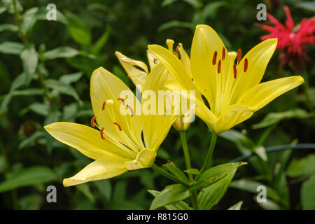 Gelbe Feuer Lilie (Lilium bulbiferum), Gartenanlage, Deutschland Stockfoto