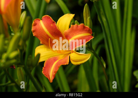 Orange Tag - Lily (Hemerocallis fulva), Gartenanlage, Deutschland Stockfoto