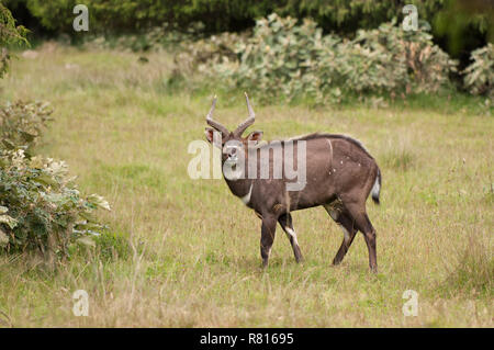 Mountain Nyala (Tragelaphus buxtoni), männlich, Bale Berge, Oromia Zone, Amhara Region, Äthiopien Stockfoto