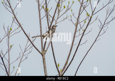 Braun-eared Bulbul [Hypsipetes amaurotis], auf eine sprießende Baum, feiert den Frühling Stockfoto