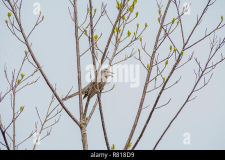 Braun-eared Bulbul [Hypsipetes amaurotis], auf eine sprießende Baum, feiert den Frühling Stockfoto