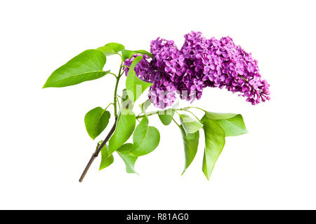 Spring Flower, Zweig, Lila Flieder auf weißem Hintergrund. Syringa vulgaris Stockfoto