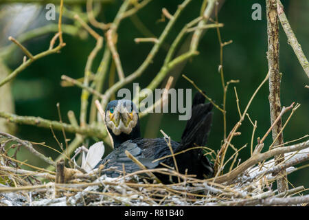 Nahaufnahme einer Zucht Kormoran Vogel (phalacrocoracidae) in einem Nest. Stockfoto