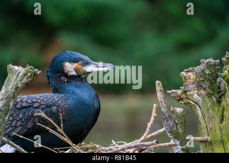 Nahaufnahme einer Zucht Kormoran Vogel (phalacrocoracidae) in einem Nest. Stockfoto