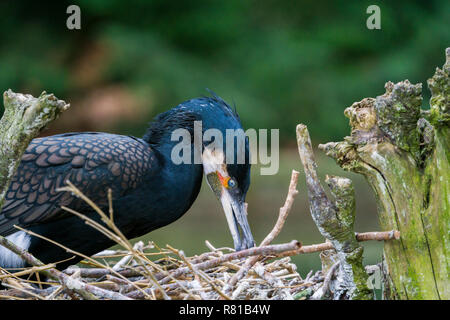 Nahaufnahme einer Zucht Kormoran Vogel (phalacrocoracidae) in einem Nest. Stockfoto