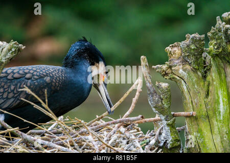 Nahaufnahme einer Zucht Kormoran Vogel (phalacrocoracidae) in einem Nest. Stockfoto