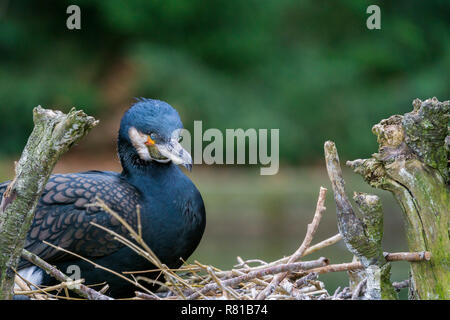Nahaufnahme einer Zucht Kormoran Vogel (phalacrocoracidae) in einem Nest. Stockfoto