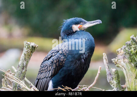 Nahaufnahme einer Zucht Kormoran Vogel (phalacrocoracidae) in einem Nest. Stockfoto