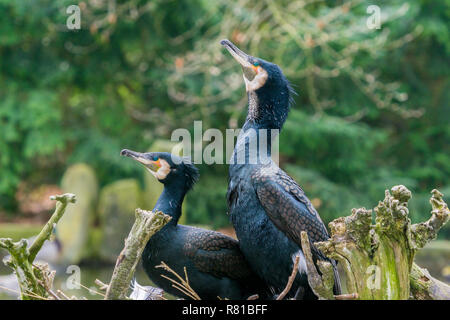 Nahaufnahme einer Zucht Kormoran Vogel (phalacrocoracidae) bei der Paarung. Stockfoto