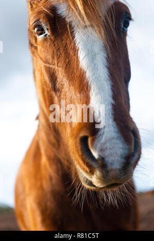 Nahaufnahme des Gesichts des neuen Forrest pony an Kamera, Hampshire, Großbritannien Stockfoto