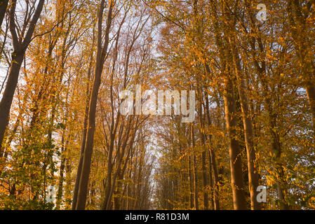 Herbstliche Bäume und Blätter Stockfoto