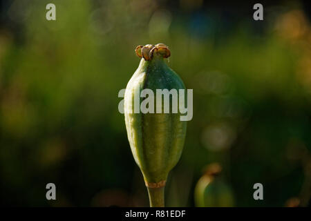 Mohn im Garten ohne Blütenblätter, Russland Stockfoto